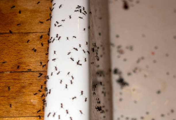 Best Bed Bug Extermination  in Parkland, FL